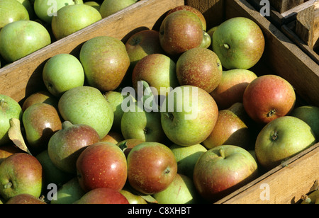 Box of harvested Cox's apples after picking Stock Photo