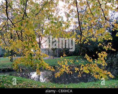 Yellow autumn leaves of a Lime tree (Tilia sp.), Alblasserdam, Holland Stock Photo