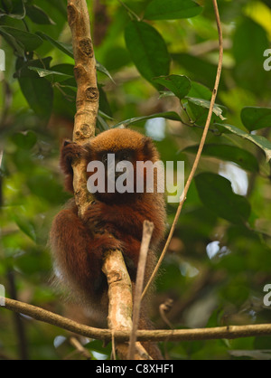 Dusky Titi Monkey Peruvian Amazon nr Tambopata Peru Stock Photo