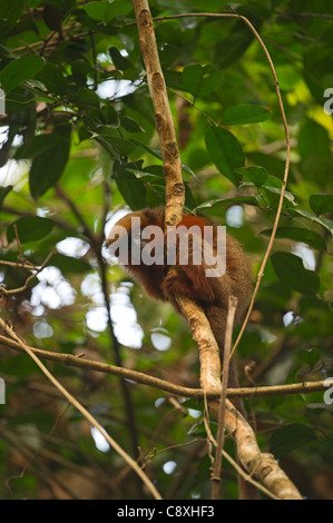 Dusky Titi Monkey Peruvian Amazon nr Tambopata Peru Stock Photo