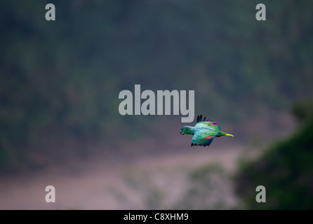 Mealy Parrot Amazona farinosa flying above the canopy of the Amazon Rainforest Tambopata Peru Stock Photo