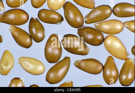 Field pansy (Viola arvensis) seeds Stock Photo
