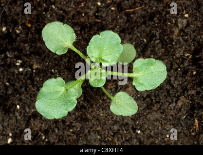 Field pansy (Viola arvensis) seedling with several true leaves Stock Photo