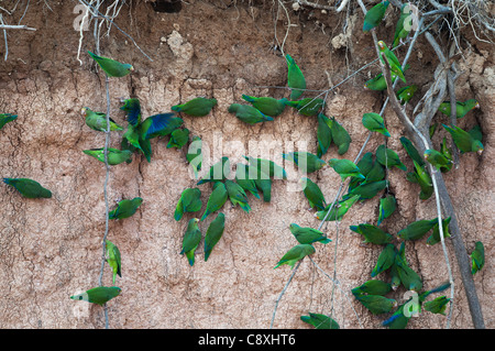 Cobalt-winged Parakeet Brotogeris cyanoptera at river bank clay lick Tambopta Amazon Peru Stock Photo