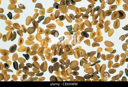 Common field speedwell (Veronica persica) seeds Stock Photo
