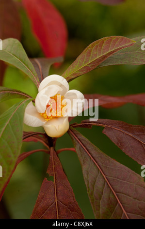 Franklinia alatamaha, The Franklin Tree, is only seen in botanical gardens as it is extinct in the wild. Stock Photo