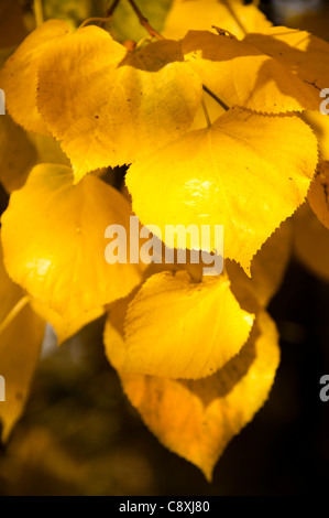autumn colours Stock Photo