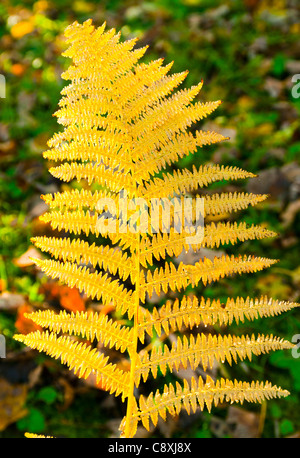 autumn colours Stock Photo