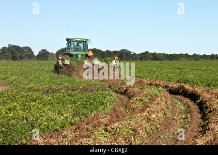 Peanut harvest, John Deere tractor inverting peanut crop. Stock Photo