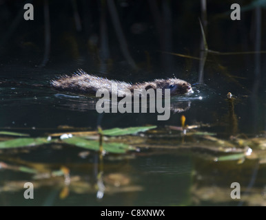 Water Vole Arvicola amphibius Titchwell RSPB Reserve Norfolk summer Stock Photo