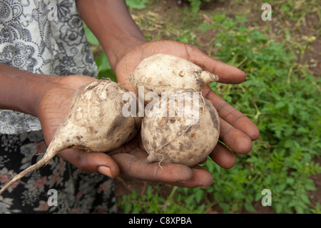 A young woman displays a harvest of sweet potatoes from her family's garden in Kibuku District, Uganda. Stock Photo