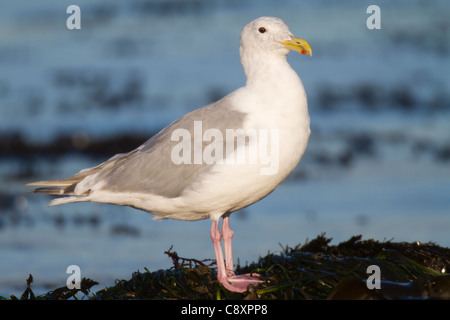 Adult Glaucous-winged Gull (Larus glaucescens) standing on shoreline Stock Photo