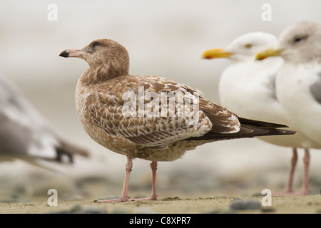 juvenile American Herring Gull (Larus smithsonianus) moulting into first-winter plumage Stock Photo