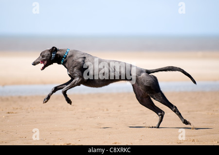 Greyhound running in full flight across the sand at Old Hunstanton, Norfolk, with the sea in the background. Stock Photo