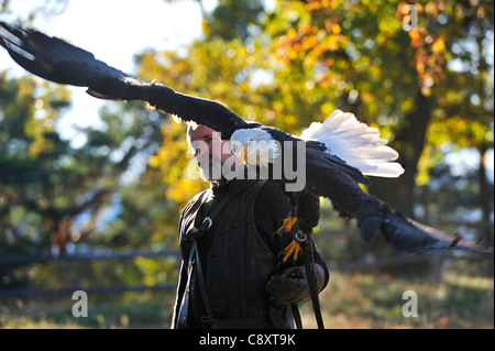 Men carrying a bald eagle on his arm. Stock Photo