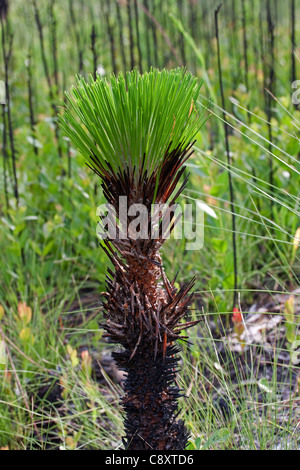 Tip of young Longleaf Pine Tree or sapling Pinus palustris Florida USA Stock Photo
