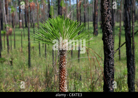 Tip of young Longleaf Pine Tree or sapling Pinus palustris Florida USA Stock Photo