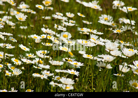 Wild Shasta/Oxeye Daisy Flowers Stock Photo