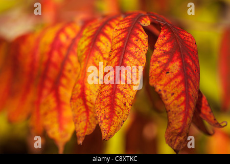 Close up view of yellow / red sumac leaves in Autumn, selective focus. Stock Photo