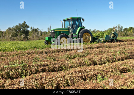 John Deere tractor, peanut digger inverting peanut crop Stock Photo