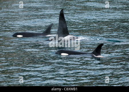 Killer Whales (Orcinus orca), Kenai Fjords National Park, Seward, Alaska Stock Photo
