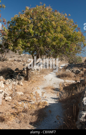 A lone tree stands in the ruins of the Fortress of Antimachia on the Greek island of Kos, Greece Stock Photo