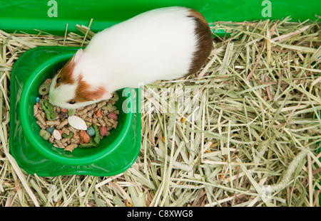 Guinea pig with feeding bowl, studio shot Stock Photo