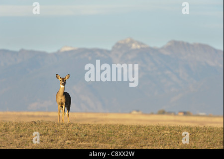 White-tailed Deer Doe - Odocoileus virginianus - National Bison Range, Montana Stock Photo