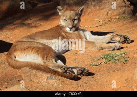 A cougar (Puma concolor) also known as a puma, mountain lion or panther resting on the ground Stock Photo