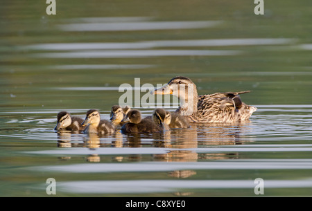 Mallard Anas platyrhynchos female with ducklings Kent spring Stock Photo
