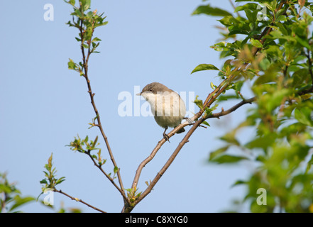 Lesser Whitethroat Sylvia curruca in song Norfolk May Stock Photo