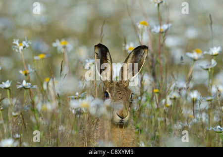 Brown Hare Lepus europaeus in meadow in summer Norfolk UK Stock Photo