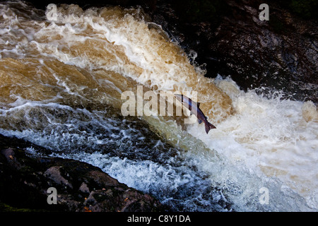 Wild  Salmon leap up the natural salmon leap and waterfall to return to their spawning grounds on the River Almond, Perthshire Stock Photo