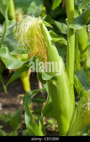 Sweet Corn ready for picking Stock Photo