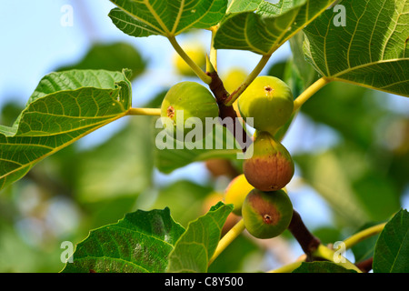 Ripe figs on fig tree Tuscany Italy Stock Photo