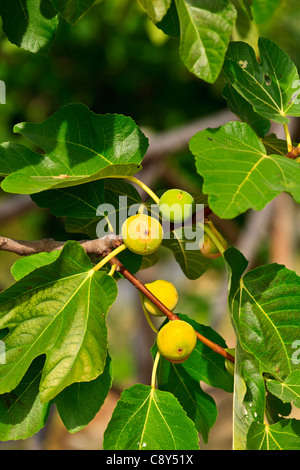 Ripe figs on fig tree Tuscany Italy Stock Photo