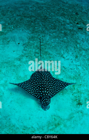 A Caribbean eagle ray feeds in the sandy lagoon. Stock Photo