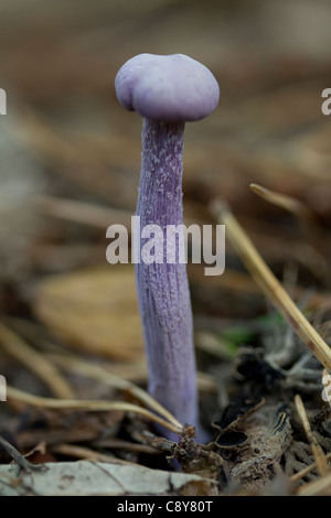 Amethyst deceiver fungus (Laccaria amethystea). Esher Common, Surrey, UK. Stock Photo