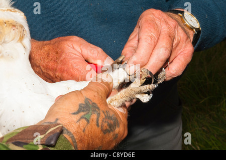 A BTO volunteer ringing a Barn Owl Tyto alba for the ringing scheme in Suffolk , England , Britain , Uk Stock Photo