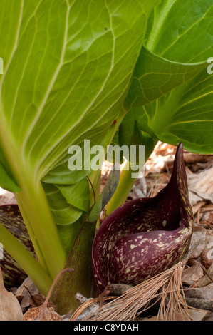 Skunk Cabbage - Symplocarpus foetidus Stock Photo