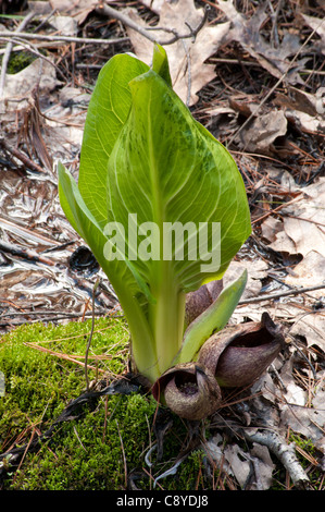 Skunk Cabbage - Symplocarpus foetidus Stock Photo