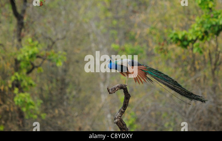 Peacock (male Indian Peafowl) balancing on one leg on a dead tree branch in picturesque surroundings in Bandhavgarh, India Stock Photo