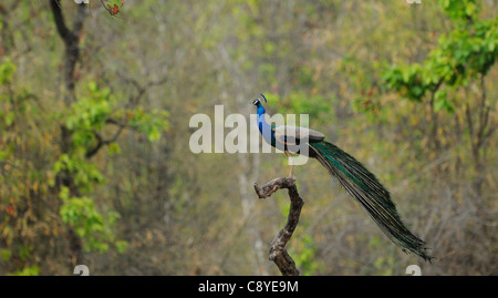 Peacock (Male Indian Peafowl) on a dead tree branch with a picturesque background in Bandhavgarh Tiger Reserve, India Stock Photo