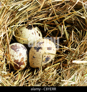 Nest with three quail eggs close up Stock Photo
