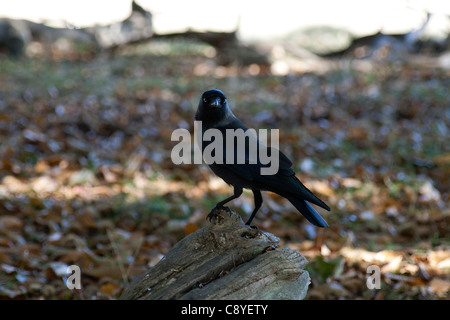 A crow perched on a log. Stock Photo