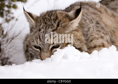 Bobcat, Felis rufus, Lynx rufus, hunting in the snow Stock Photo