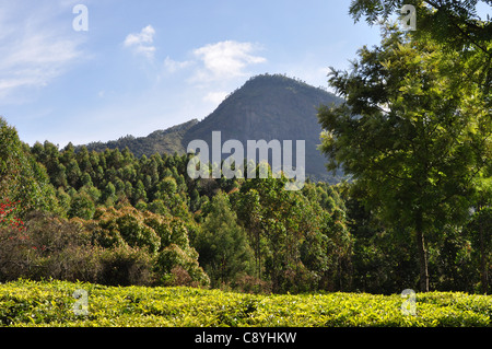 Beautiful hills of Munnar Stock Photo