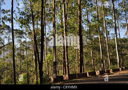 Tall and proud eucalyptus trees Stock Photo