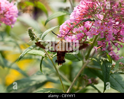 Hummingbird Clearwing Moth (Hemaris thysbe) Stock Photo