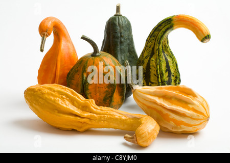 Ornamental Fruit Gourds or Squashes Stock Photo
